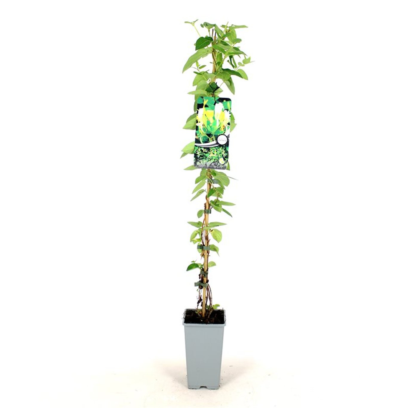 Kaprifol – Lonicera japonica 'Hall's Prolific' - C2 80-100 CM Stick